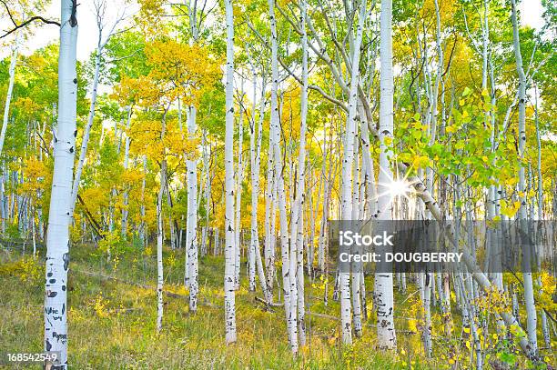 Aspen Grove Colorado Stock Photo - Download Image Now - Aspen Tree, Autumn, Beauty In Nature