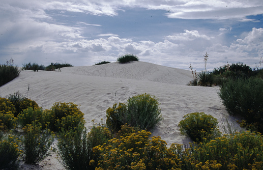 White Sands National Park rises from the heart of the Tularosa Basin and created the world's largest gypsum dune field. Here, great wave-like dunes of gypsum sand have engulfed 275 square miles of desert and preserves a piece of New Mexico's unique geology.