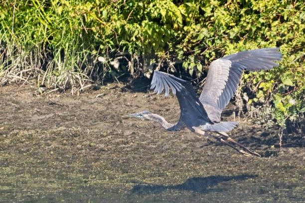 istock Great Blue Heron 20230909_ALX_6962 1685513061