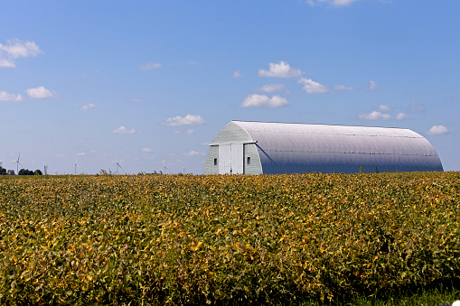 A curved steel farm shed sits surrounded by soybeans nearing the time of harvest.