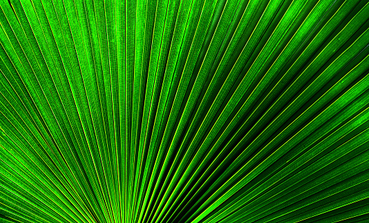 Closeup of a backlighted coconut palm leaf.-