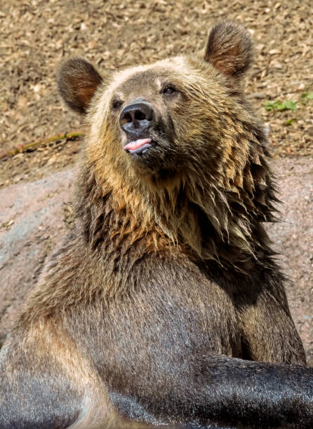 istock Cheeky Bear Pokes His Tongue Out 1685530955