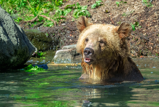 Close-up frame of a brown grizzly bear cooling off in water, submerged up to its neck, on a sunny day. Some water is running off its fur under the chin and he has pursed lips and an alert face and is looking ahead.