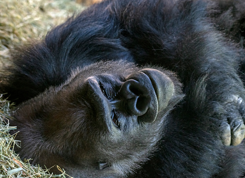 Close frame of a silverback gorilla lying on a straw floor, almost in an upside-down position, arms folded across his chest. He is looking up toward the lens and has a cute, sweet smile. Eyes sharp focus, varied focus with rest of gorilla.