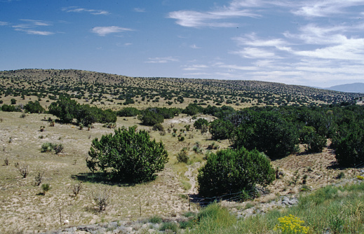 New Mexico has some of the flattest land as well as some of the most rugged mountains in the country. Some portions of the state are rich in pine forests, meadows, and fish-laden mountain streams, while other areas are devoid of any water bodies, and even cacti struggle to survive.