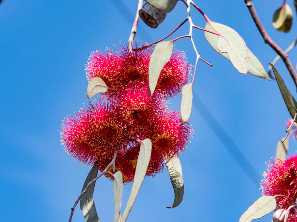 istock Beautiful red flowers 1685546871