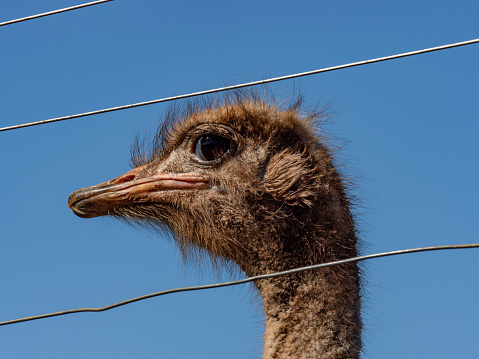 Close up of Emu behind fence