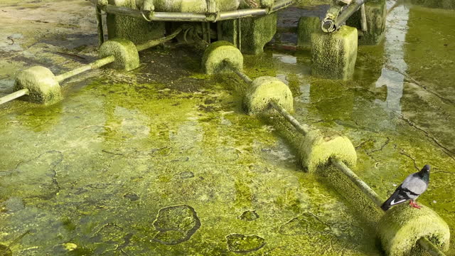 Pigeons inside empty fountain full of mould