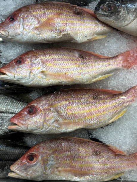 市場の冷凍魚全体 - fish fish market catch of fish market ストックフォトと画像