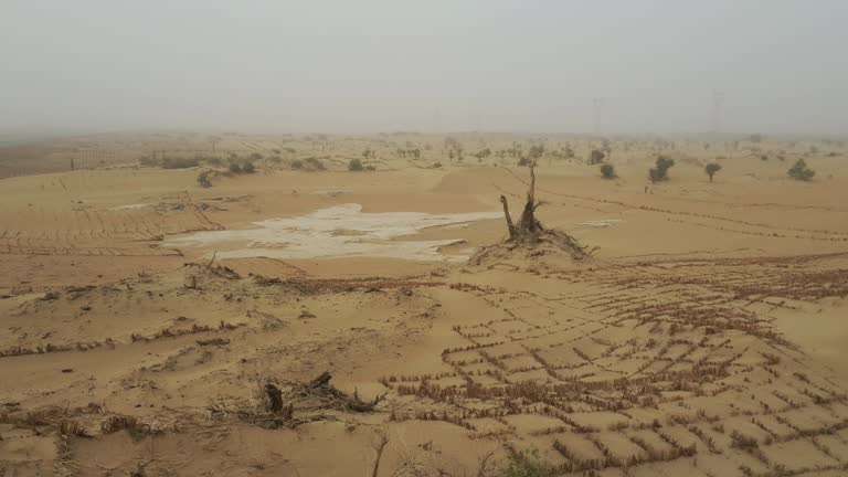 Poplar tree in the desert