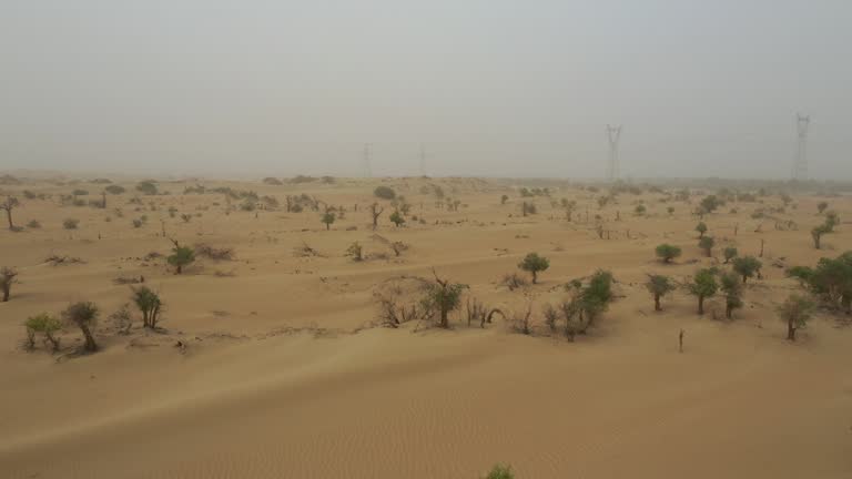 Poplar tree in the desert