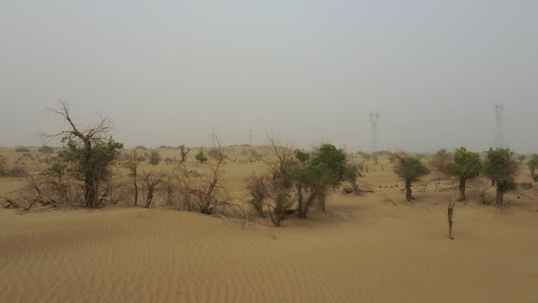 Poplar tree in the desert