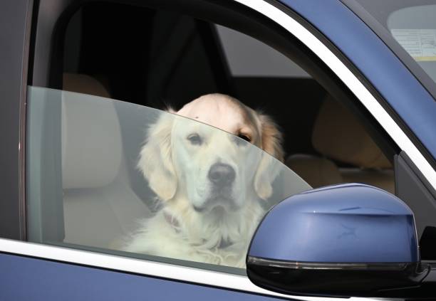 istock Dog in Car 1685616085