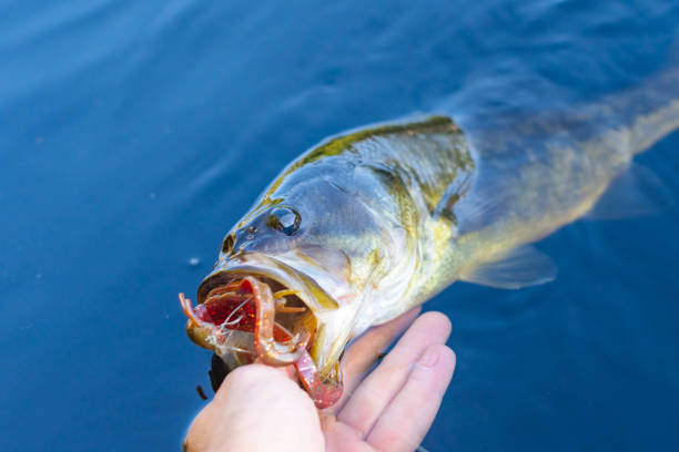 istock Big bass held in hand selective focus natural background 1685690459