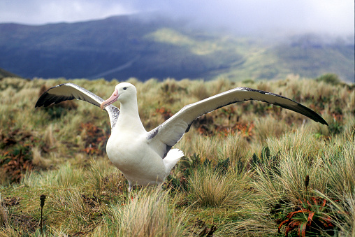 Southern Royal Albatross on Campbell Island in the Southern Ocean south of New Zealand.