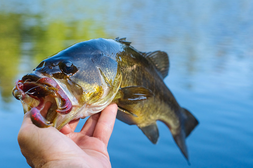 Big bass held in hand selective focus natural background