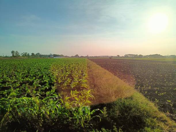 istock Row of tobacco plants 1685705363