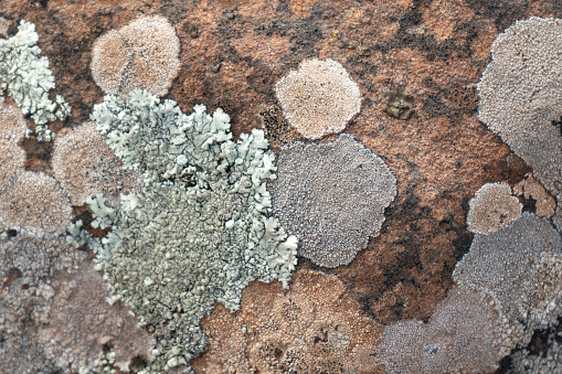 A close up of various lichen growing on stone.