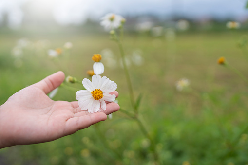 Little hand holding white daisy flower at meadow.