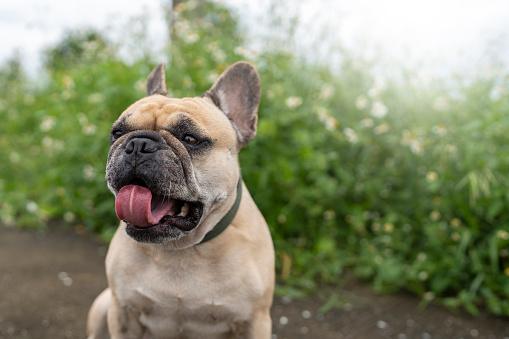 Portrait of French bulldog in public park