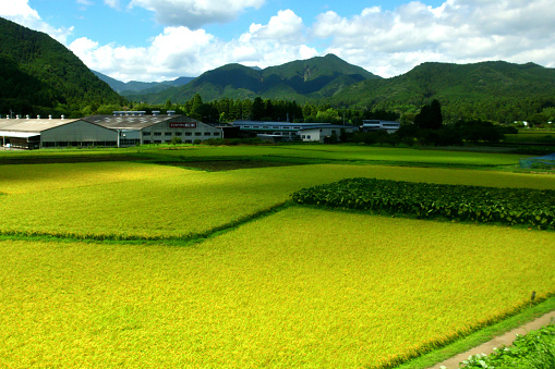 Japanese rural landscape in Tochigi Prefecture: View from Tobu Railways Limited Express, bound for Nikko from Asakusa, Tokyo, in late August. Yellow-green farms are rice farms, waiting for harvest in late September to  October. \nTypical Satoyama type scenery with farmers houses.