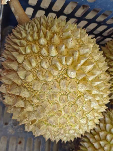istock Defocused view of a durian 1685755562