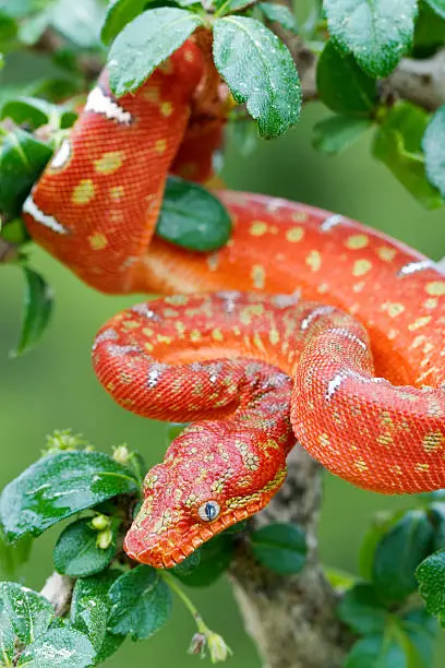 Juvenile Emerald Tree Boa (Red Phase) Descending from tree in Rainforest.