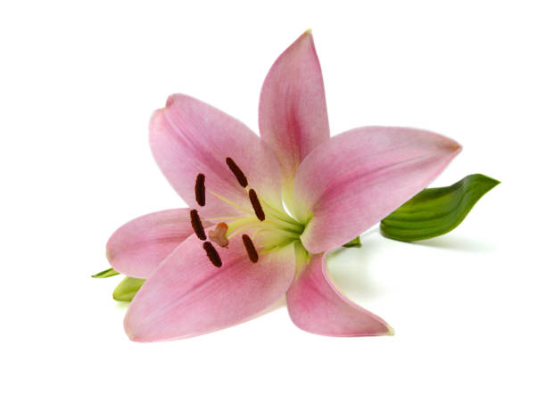 istock Lily flower isolated on white background 1685797553