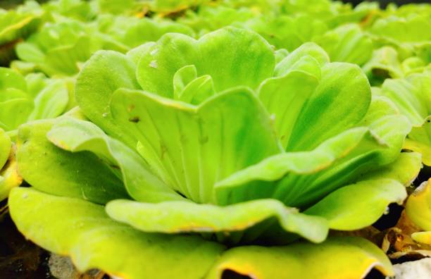 текстура водяного салата - water lettuce plant water plant water стоковые фото и изображения