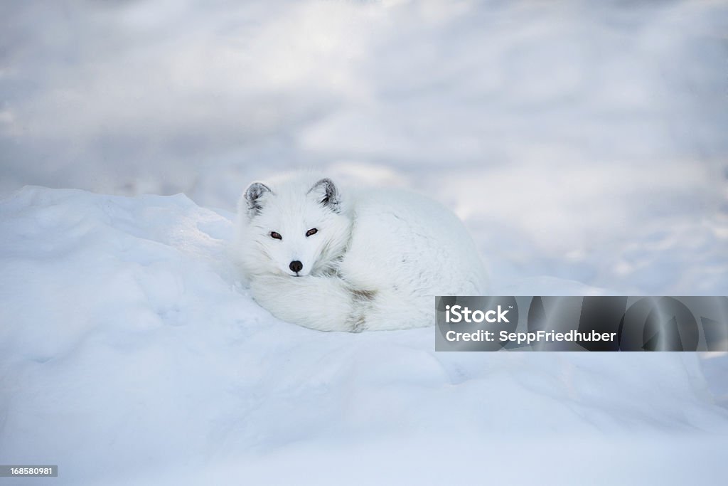 Volpe artica riposarsi sotto la neve - Foto stock royalty-free di Volpe artica