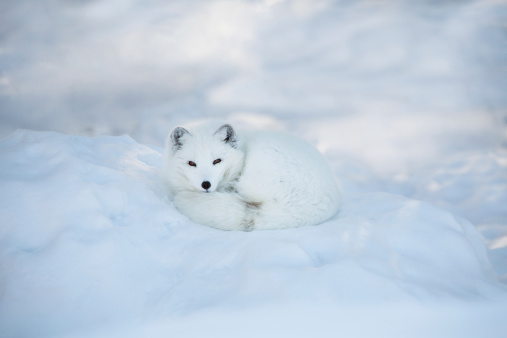 An arctic fox in his white winter coat is rest in the snow. Plenty of copy space.