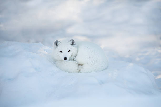 3,163 Blue Fox Animal Stock Photos, Pictures & Royalty-Free Images - iStock