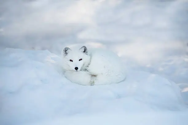 Photo of Arctic fox resting in the snow