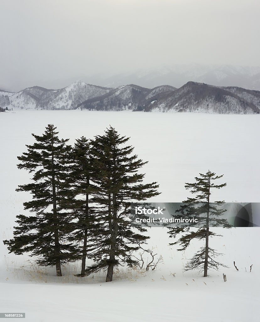 Fir drzewa zimą - Zbiór zdjęć royalty-free (Bez ludzi)