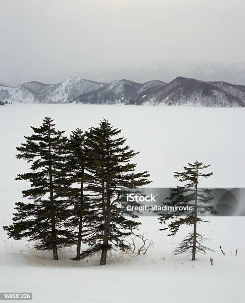 Fir Drzewa Zimą - zdjęcia stockowe i więcej obrazów Bez ludzi - Bez ludzi, Biały, Chmura