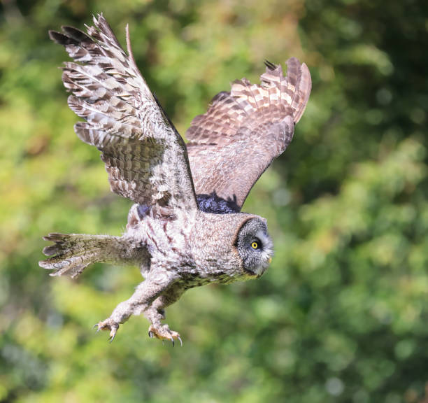 istock Great Grey Owl flying in the forest on green background 1685813880