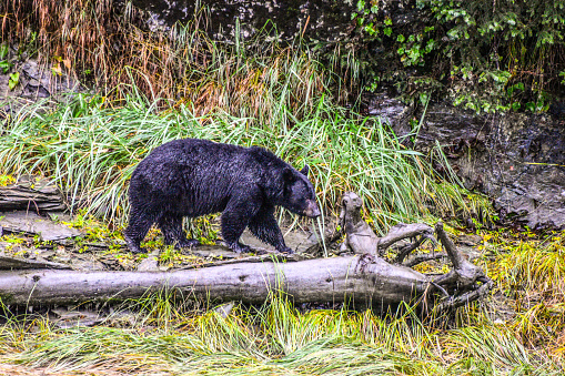 The black bear feast on the spawning salmon. Thousands of salmon return to the spawning grounds every year. The black bear feast on these salmon in preparation for winter hibernation.