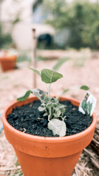 istock Sage plant growing in a terracotta pot 1685815035
