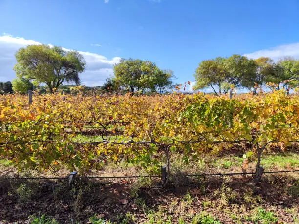 Vineyards in McLaren Vale, a famous wine region in South Australia located in the Adelaide metropolitan area.