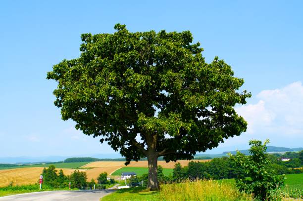 istock Seven Star Tree in Biei Town 1685823887