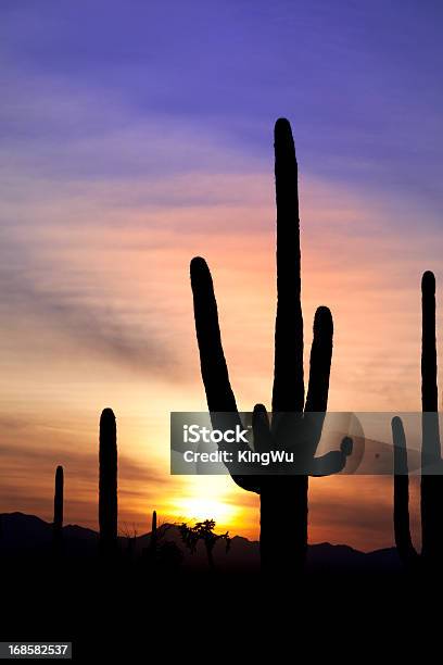 Photo libre de droit de Paysages Du Désert banque d'images et plus d'images libres de droit de Phoenix - Arizona - Phoenix - Arizona, Arizona, Cactus