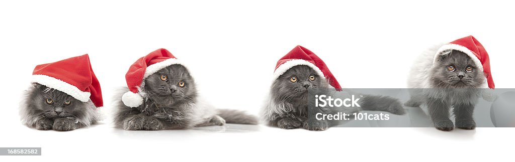 Kleine santa claus - Lizenzfrei Hauskatze Stock-Foto