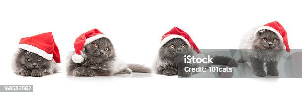Kleine Santa Claus Stockfoto und mehr Bilder von Hauskatze - Hauskatze, Weihnachten, Allgemeine Beschaffenheit