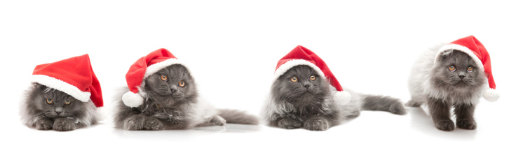 persian cats series portrait with santa claus hat