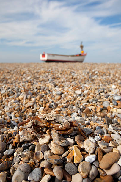 istock Dead Crab on Shingle Beach, Norfolk, UK 168582879