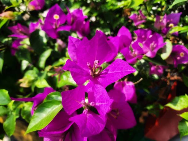 istock Close up Blooming bougenvillea flowers 1685831065