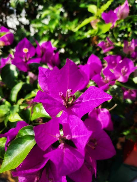 istock Close up Blooming bougenvillea flowers 1685831067