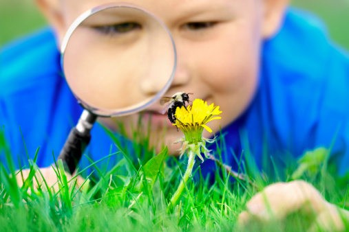 Boy looking at the bumblebee using magnifying glass, shallow DOF, focus on moving bumblebee. 