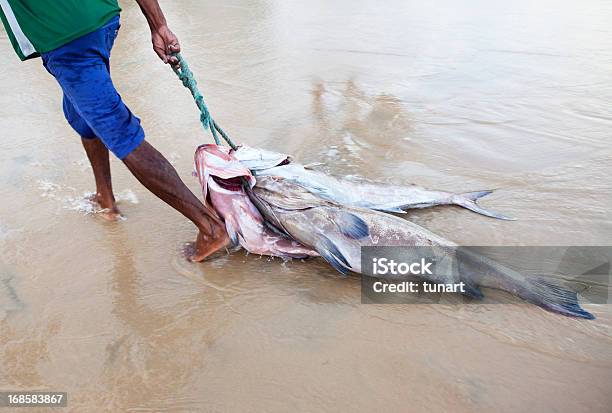 Indústria Pesqueira No Brasil - Fotografias de stock e mais imagens de Brasil - Brasil, Homens, Peixe