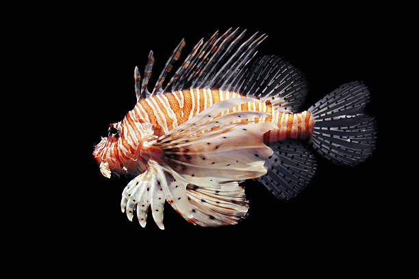 istock Lion Fish Isolated on black 168583979